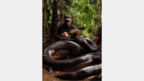 거대한 아나콘다에게 산 채로 먹혔다가 나온 男, 무슨 일?