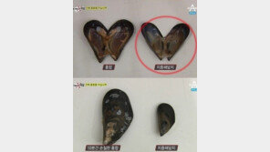 홍합의 효능 관심 급증, 지금껏 우리가 먹은 홍합은 지중해담치?