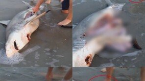 죽은 상어 복부가 ‘꿈틀꿈틀’, 배 갈라봤더니…놀라운 영상