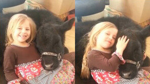 ‘소녀와 송아지의 우정’ 영상 화제… 유튜브 조회수 340만 돌파