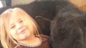 소녀와 송아지의 우정, 송아지 배를 베개 삼아 ‘쿨쿨’…관심 폭발