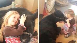 [영상] 소녀와 송아지의 우정, 천진난만한 표정 ‘귀여움 주의’