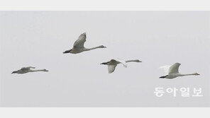 [광주/전남]“고니야 어디가니”