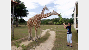 아프리카 기린, 지난 15년 간 6만 마리 사라져… 멸종 위기