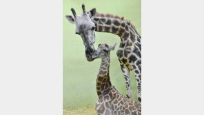 아프리카 기린 멸종 위기, 지구상에 8만 마리도 남지 않아