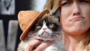 못생겼다고? ‘뚱한 고양이’, 주인에게 1116억원 벌어다 줘