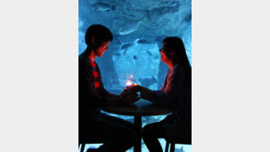 한화 아쿠아플라넷 12월 특별 패키지 출시