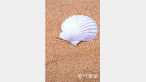 가리비의 효능, 필수 아미노산 풍부해 성장기 어린이와 다이어트에 탁월