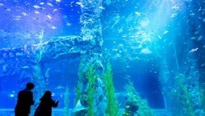 제2롯데월드 아쿠아리움 수중터널 구간 누수, 긴급보수 중