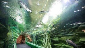 제2롯데월드 아쿠아리움, 물이 새는 사고에 긴급 보수…균열 크기가?