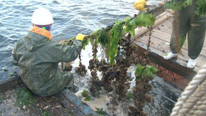 [ON AIR] 국내 최대 굴 생산지 통영에 가다