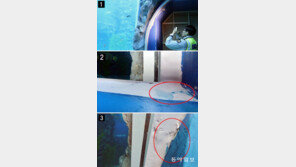 개장 두달… 제2롯데월드 아쿠아리움 물 새