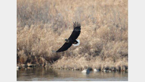 멸종 위기 흰꼬리수리 발견, 천연기념물 243호…성체 특징은 흰색 꽁지깃