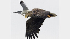 멸종 위기 흰꼬리수리, 경상도에 연이어 발견… 생태계 안정과 관련?
