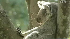 호주 코알라 급감, 난개발에 집이 없어… 개에게 잡아 먹히기도