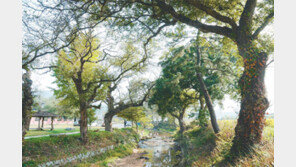 [대전/충남]화진포 금강소나무숲 ‘아름다운 숲’ 선정