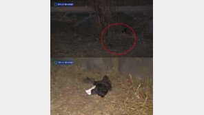 팔달산 유력 용의자 검거, 임시 거처서 발견된 혈흔 분석하니…“피해女 맞다”