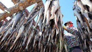 추울수록 바빠지는 황태덕장