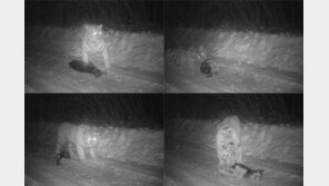 푸틴이 방사한 시베리아 호랑이, 中서 애완견 먹는 장면 포착 