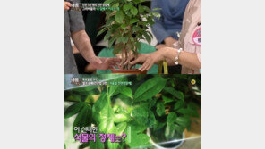 천연약초 ‘그라비올라’, 강력한 항암작용+피부질환 효과… 재배 방법은?