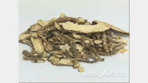 당귀의 효능, 몸 약해 친정으로 쫓긴 ‘여성’ 당귀 먹고 시집으로 돌아가?