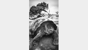 [세바스치앙 살가두 GENESIS展]갈라파고스의 자이언트거북