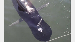 [영상] 90m 잠수 로봇 물고기, 성공적으로 작동해 화제…직접 조종도 가능