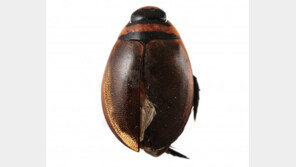 아담스 물방개란 곤충, V자 모양 검은 무늬가 특징