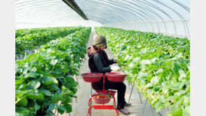 [대구/경북]“맛 좋은 고령 딸기 나왔어요”