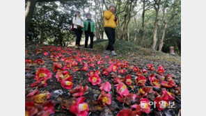 [광주/전남]떨어져도 장관 이룬 동백꽃길