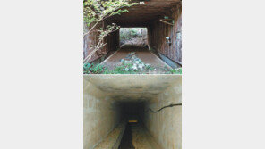 380억 들여 만든 ‘위험통로’ 고라니는 겁이 납니다 