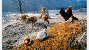 [스마트 컨슈머]가축분뇨 활용한 ‘순환농업’, 환경과 경제 함께 살린다