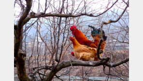 [스마트 컨슈머]‘한닭’인증제 시행, 순수 토종닭 가려내 안심먹거리 보증