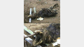 정체 불명의 괴생명체 또 발견… “대체 왜 자꾸 이런게 나올까?”