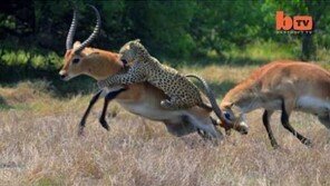 표범에게 잡힌 영양의 위기 모습… 극적 탈출하기까지 ‘포착!’