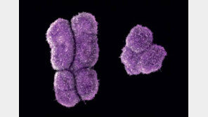 ‘母子 사망’ 클라인펠터증후군…여경 아들과 숨진 채 발견 ‘비극’