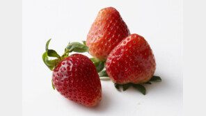 딸기는 봄철 과일이라고?