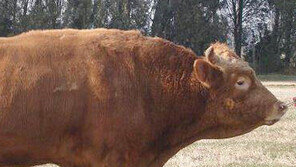 쇠똥이 제철소 연료라고?