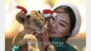[화보] 아기 맹수들의 성탄절