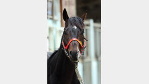 2014 최고 경주마 ‘경부대로’-최고 기수 이쿠 영예