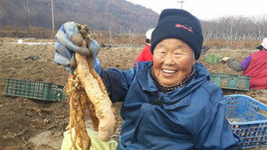 [대전/충남]깻잎-지황, 인삼 이어 금산 명물로