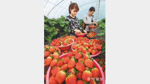 [광주/전남]한겨울 딸기 수확 분주