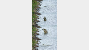 악어가 악어 잡아먹는 ‘동족상잔’ 현장 포착…놀라운 영상