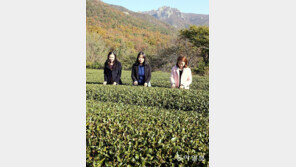 미세먼지에 좋은 차 4가지… 어떻게 만들지?