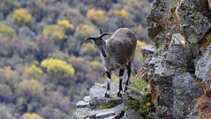 2015 을미년은 靑羊의 해…‘행운의 동물’ 청양 실제로 있다?