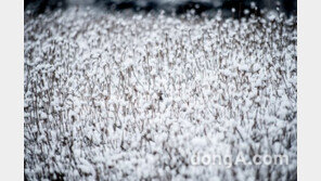 [초보 카메라]아름다운 설경(雪景) 제대로 남기는 간단 팁