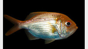 84세 장수 물고기, 연령대 어떻게 측정했나?