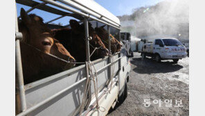 구제역, 결국 소까지 덮쳐… ‘2011년 악몽’ 스멀스멀