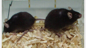 “에헴, 나는 사람의 나이로 백수를 누린 최고령 쥐라오”