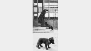 “어, 은여우가 꼬리 치며 재롱을 떠네!”